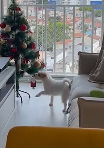 A pet destruindo a decoração da árvore de Natal.