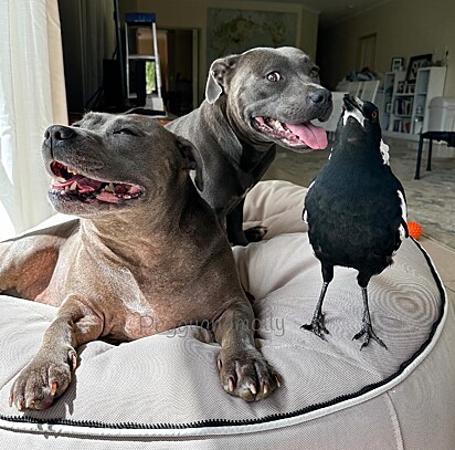 Retrato da família. As pit bulls amigas da ave.