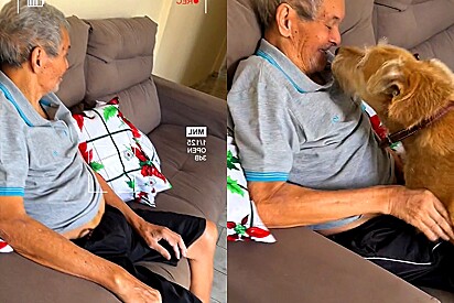 Cão tem adorável reação ao rever seu dono que esteve por dias internado no hospital.