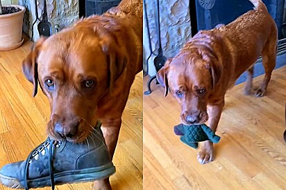 Cachorro reprovado como cão de serviço ama levar presentes aleatórios para a tutora.