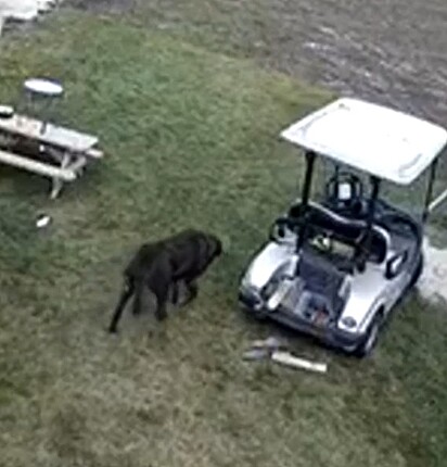 O cachorro entrando no carrinho de golfe.