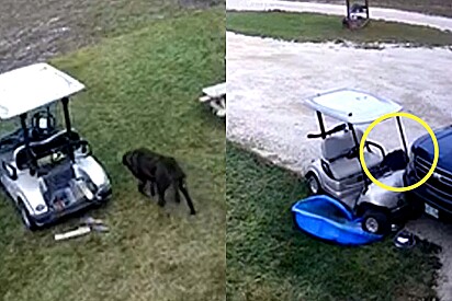 Cachorro dirige carrinho de golfe, bate em veículo, sai ileso e finge que nada aconteceu.
