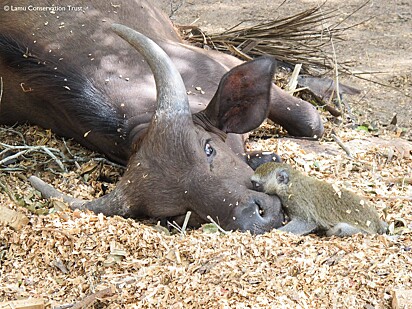 Zumzum dormindo com o búfalo Konambaya.
