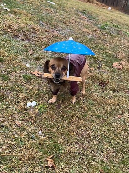 Minion tâm capa de chuva e guarda-chuva.