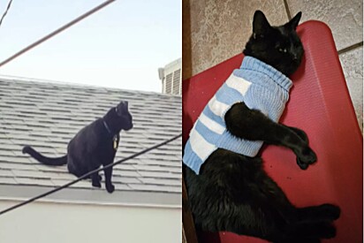 O gato decidiu ter duas famílias. Agora ele aparece em sua casa oficial com suéter ganhado de presente da outra.