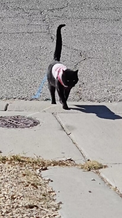 O gato com outro suéter dado por uma família misteriosa.