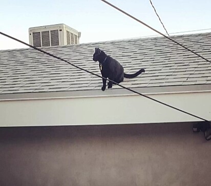O gato gosta de passear pela vizinhança, apesar de todos os esforços de sua família mantê-lo em casa.
