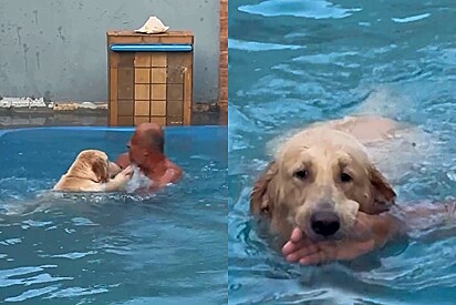 Ao ver avô pulando na piscina, golden retriever acha que ele está se afogando e entra para salvá-lo.