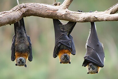 Três morcegos da espécie raposa-voadora de cabeça cinzenta adultos.