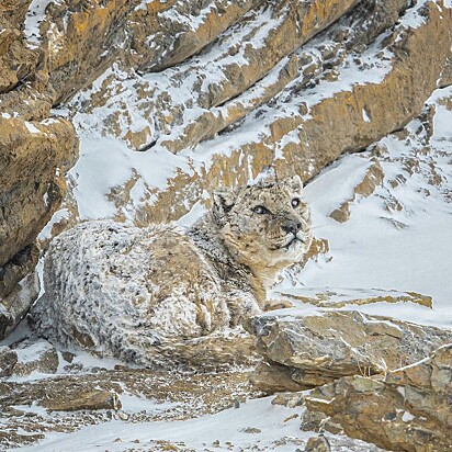O leopardo camuflado na neve.