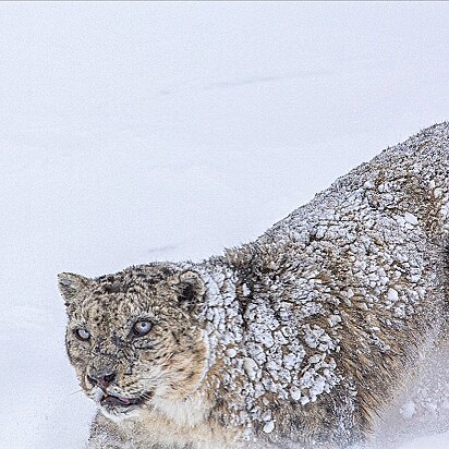O leopardo sabe se camuflar na neve e nas rochas.