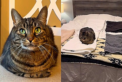 Gato de gosto exigente só se deita em toalha luxuosa.