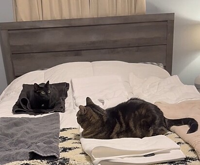 Enquanto Milo escolheu a toalha cara, Poppy deitou na barata.