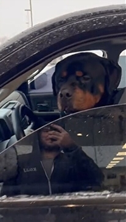 Quem dirigia o veículo era um cachorro da raça rottweiler.