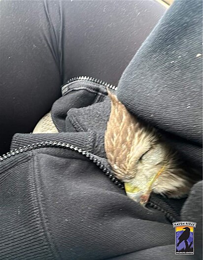 William resgatou o falcão e o levou para o centro de reabilitação de vida selvagem Raven Ridge Wildlife Center.