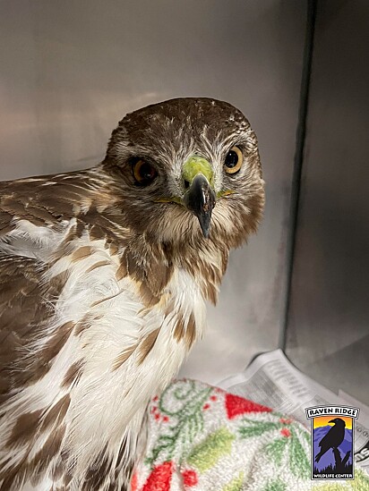 Após 72 do resgate e tratamento a ave havia conseguido abrir os olhos e ficar de pé.