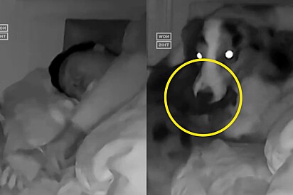 Homem dormindo se apavora com presente que cachorro lhe entrega.