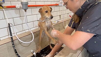 A cachorrinha tomando banho no pet shop para remover os carrapatos.