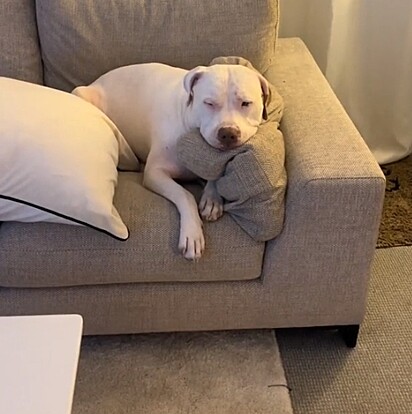 Harley adora ficar deitado no sofá.