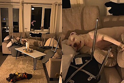 Tutora encontra uma solução para evitar que o cão subisse no sofá, mas a ideia não funcionou.