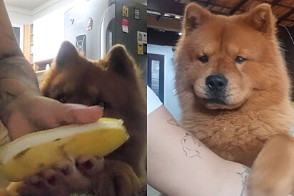 Conheça Gabigol, o cão Chow-Chow que não entende o preço do quilo da banana.