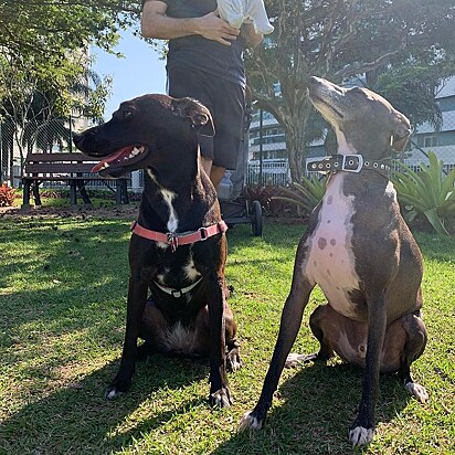 Os cães Bolt e Madá.