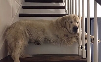 Max adorava ficar deitado nesse degrau.