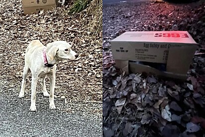 Cachorrinha magra não deixa ninguém se aproximar de caixa misteriosa em beira de estrada: o que havia dentro?