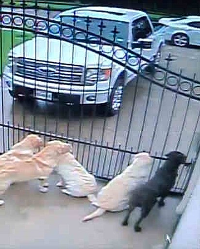 Os cães ficam atentos no portão com a chegada do carteiro.