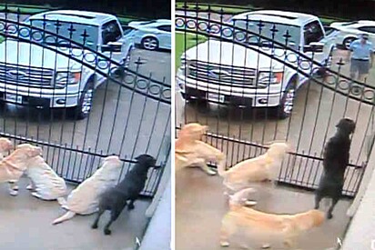 Câmera de segurança flagra como carteiro tratava cachorros quando os donos não estavam