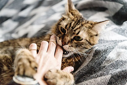 Os gatos mordem por comunicação, brincadeira, afeto e estresse.