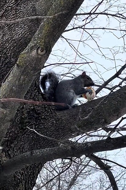 Um esquilo gordinho estava aproveitando o doce.