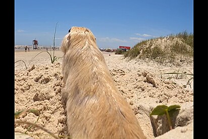 Pequeno animal de pelos dourados é visto saindo de buraco em praia brasileira.