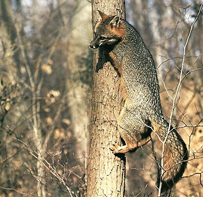 A raposa cinzenta é uma das duas únicas espécies de canídeos que sobem em árvores.