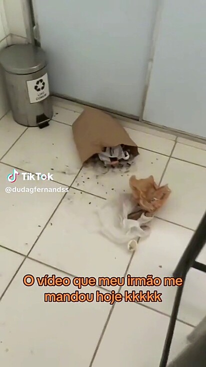 Os cães conseguiram derrubar o lixo de cima da pia.