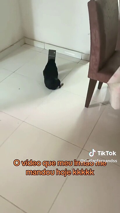 O tutor não brigou com Amorinha.