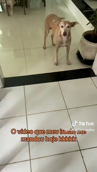 O tutor levou tudo na brincadeira.