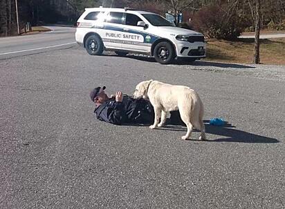 O homem fingiu desmaio para resgatar a canina sem assustá-la.