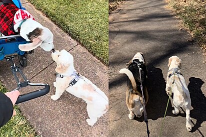 Cachorro idoso tem a reação mais fofa ao ver seu velho amigo na rua.