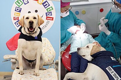 Conheça o Dr. Aldo, cão labrador responsável por acalmar as crianças em consultório odontológico.