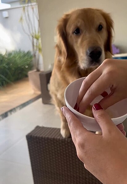 Quando a dona mostra o leite em pó, Buddy, magicamente, mostra todo o seu apetite pela ‘banana’.