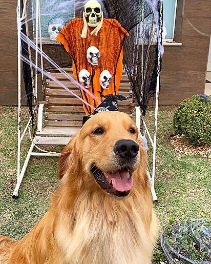 O golden retriever Buddy vive em Piracicaba, São Paulo.