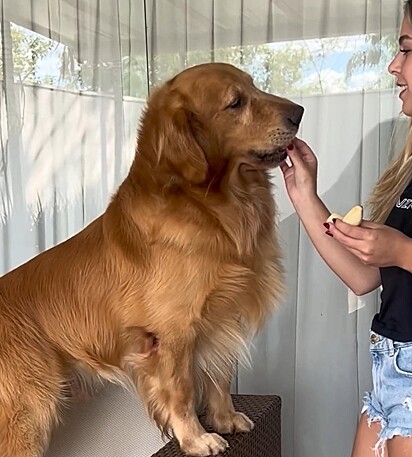 Ele só aceita comer a fruta misturada com leite ninho.