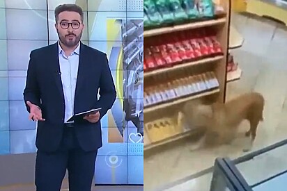 Vira-lata caramelo é flagrado por câmeras furtando 3 lojas e caso vai parar na televisão.