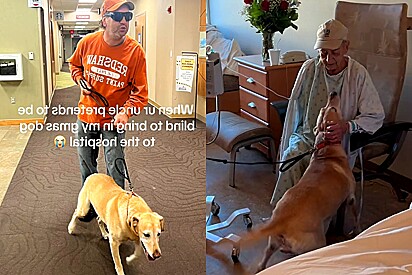 Homem finge ser cego para levar suposto cão-guia ver sua mãe em hospital.