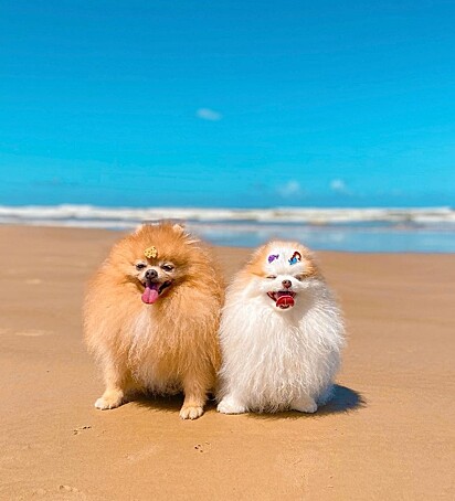 Zeus e Zoe na praia.