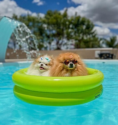 Zeus e Zoe aproveitando a piscina.