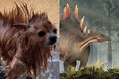 Conheça o Spitzossauro, nova espécie canina-jurássica descoberta por tutora.