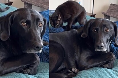 Labradora tem reação hilária após receber golpe de sua irmã felina.