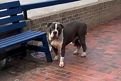 Cachorro gigante é amarrado em banco de calçada e aguarda que alguém o ajude.